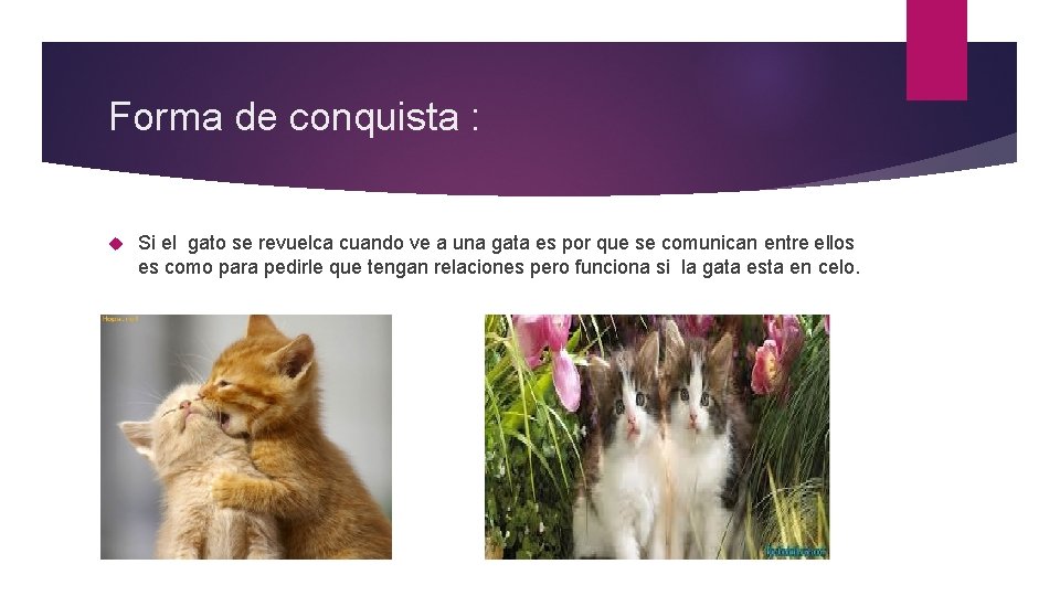 Forma de conquista : Si el gato se revuelca cuando ve a una gata