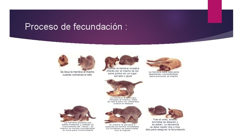 Proceso de fecundación : 