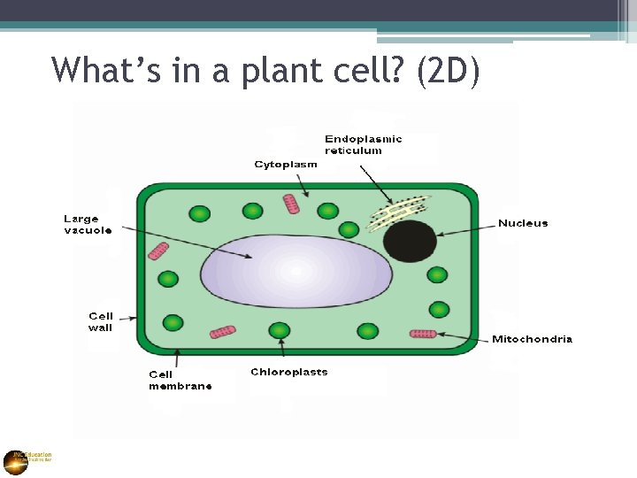 What’s in a plant cell? (2 D) 