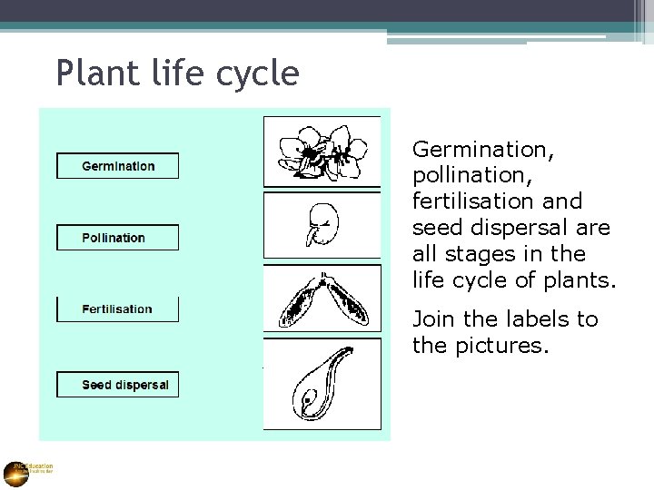 Plant life cycle Germination, pollination, fertilisation and seed dispersal are all stages in the