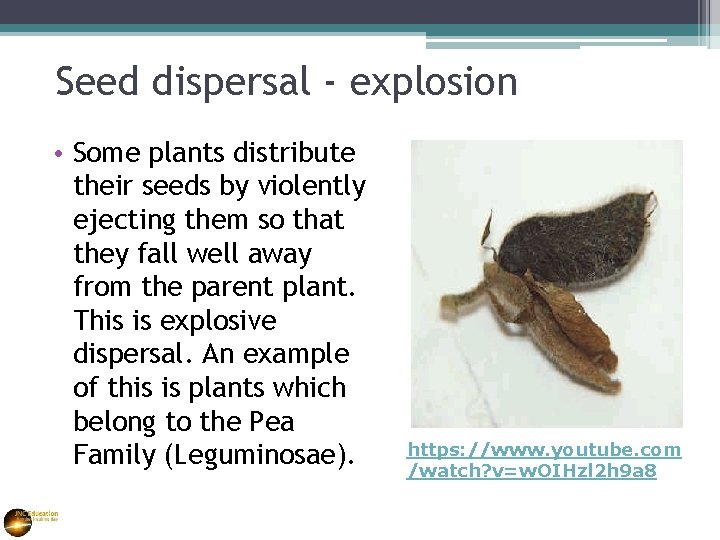 Seed dispersal - explosion • Some plants distribute their seeds by violently ejecting them