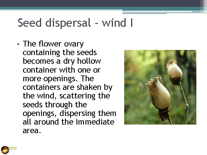 Seed dispersal – wind I • The flower ovary containing the seeds becomes a