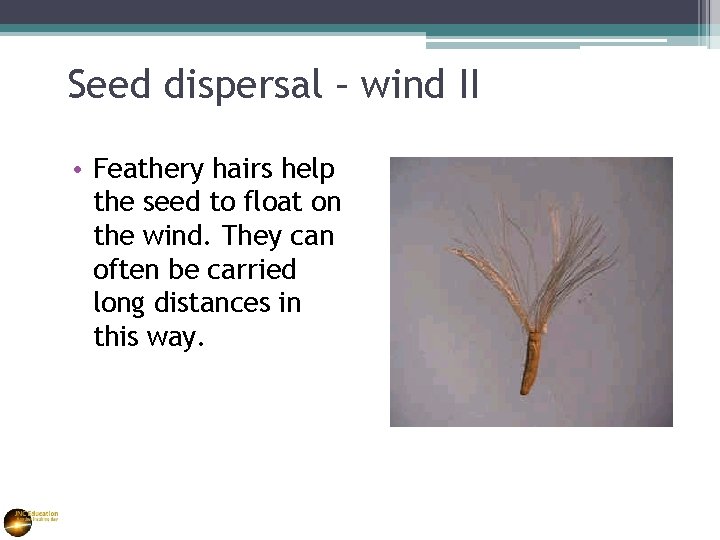 Seed dispersal – wind II • Feathery hairs help the seed to float on