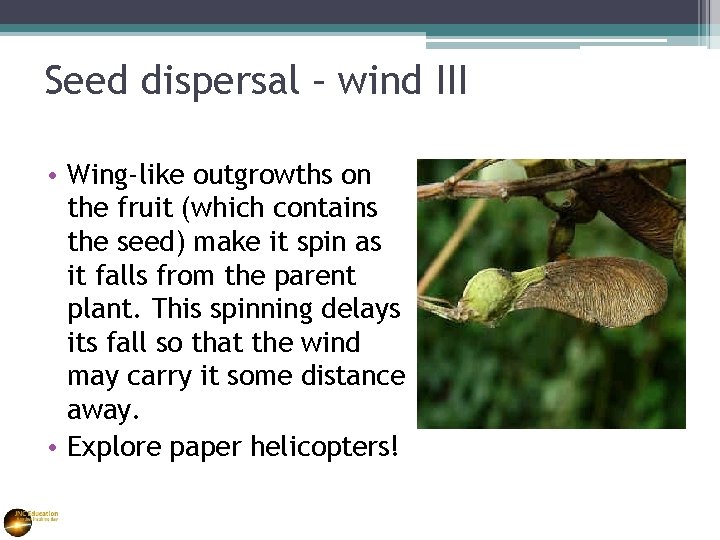 Seed dispersal – wind III • Wing-like outgrowths on the fruit (which contains the