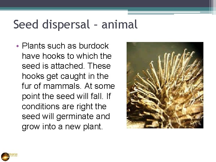 Seed dispersal – animal • Plants such as burdock have hooks to which the