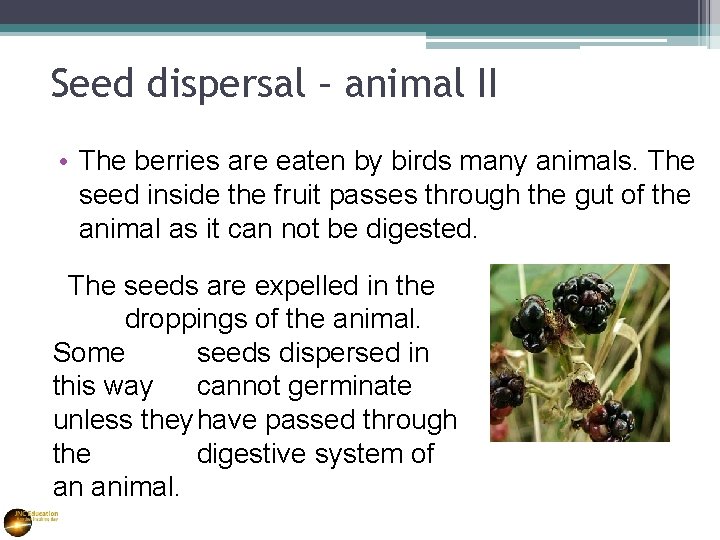 Seed dispersal – animal II • The berries are eaten by birds many animals.