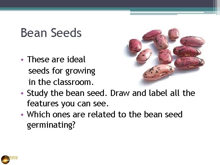 Bean Seeds • These are ideal seeds for growing in the classroom. • Study