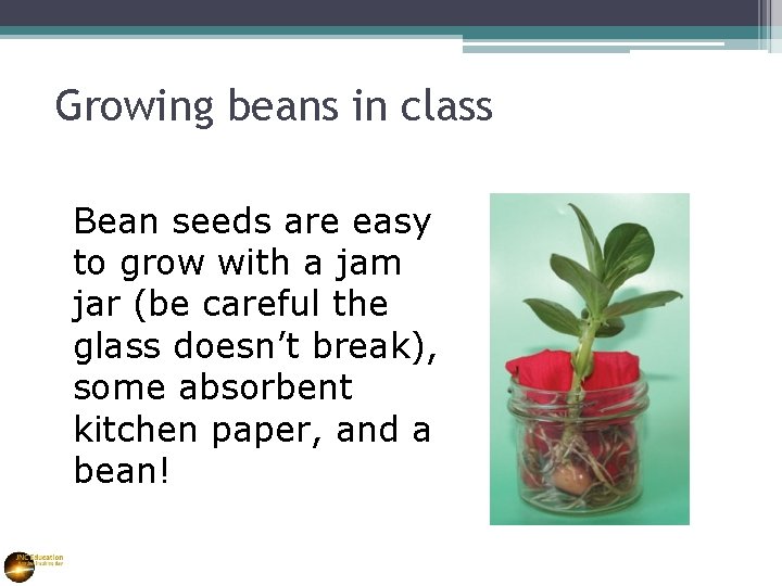 Growing beans in class Bean seeds are easy to grow with a jam jar