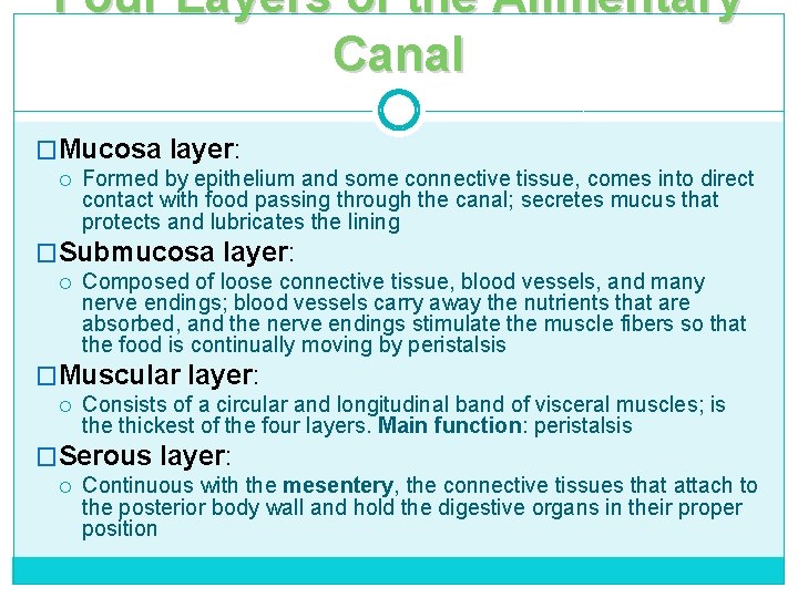 Four Layers of the Alimentary Canal �Mucosa layer: Formed by epithelium and some connective