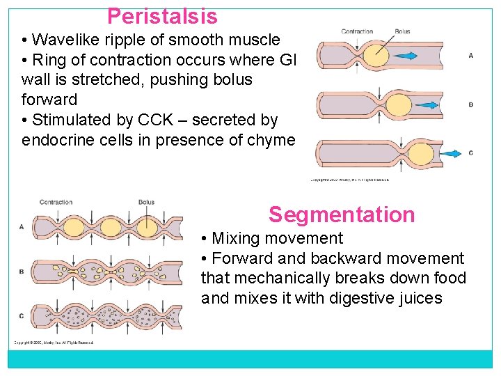 Peristalsis • Wavelike ripple of smooth muscle • Ring of contraction occurs where GI