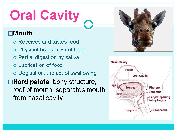 Oral Cavity �Mouth: Receives and tastes food Physical breakdown of food Partial digestion by