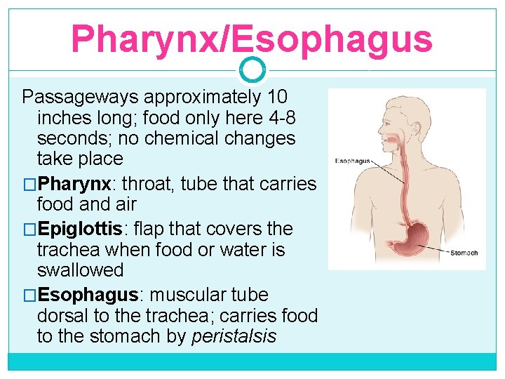 Pharynx/Esophagus Passageways approximately 10 inches long; food only here 4 -8 seconds; no chemical