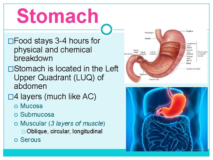 Stomach �Food stays 3 -4 hours for physical and chemical breakdown �Stomach is located