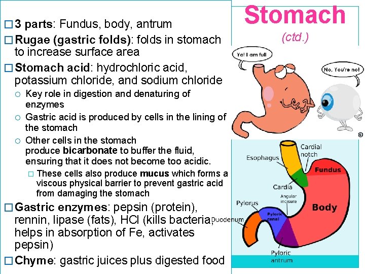 � 3 parts: Fundus, body, antrum � Rugae (gastric folds): folds in stomach to