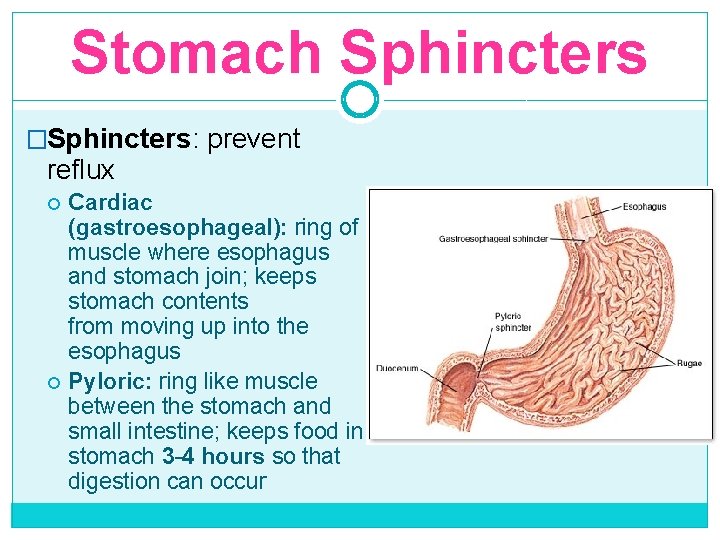 Stomach Sphincters �Sphincters: prevent reflux Cardiac (gastroesophageal): ring of muscle where esophagus and stomach