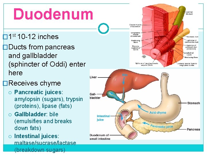 Duodenum � 1 st 10 -12 inches �Ducts from pancreas and gallbladder (sphincter of