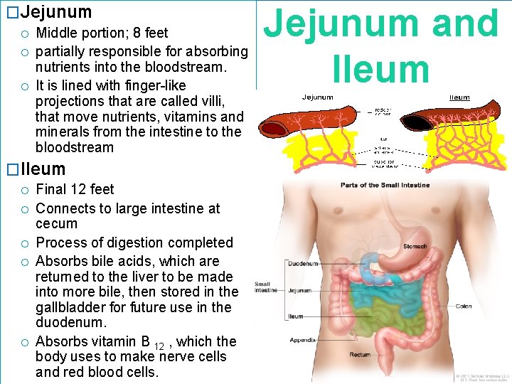 �Jejunum Middle portion; 8 feet partially responsible for absorbing nutrients into the bloodstream. It