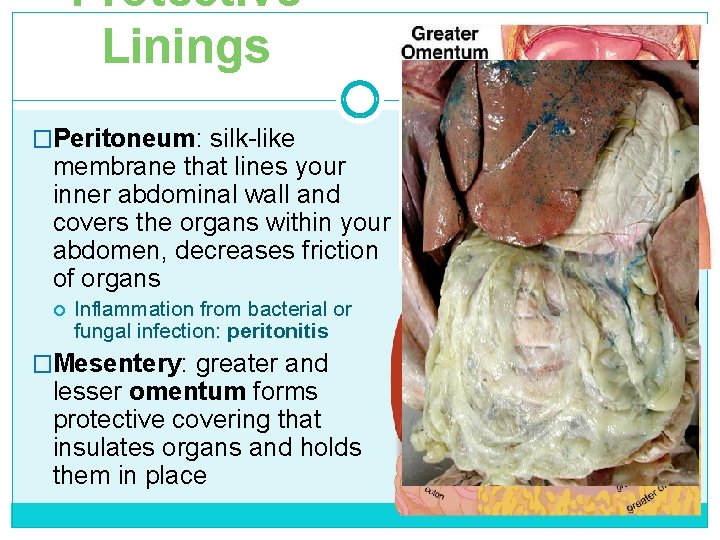 Protective Linings �Peritoneum: silk-like membrane that lines your inner abdominal wall and covers the