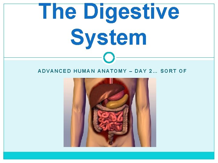 The Digestive System ADVANCED HUMAN ANATOMY – DAY 2… SORT OF 