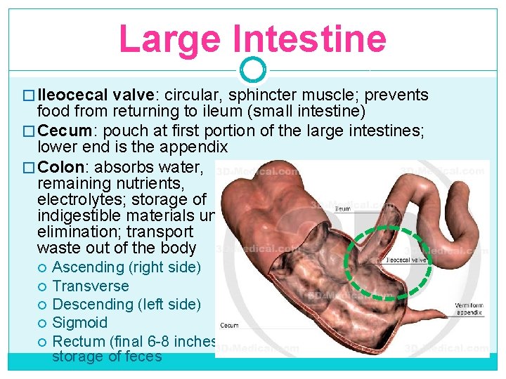 Large Intestine � Ileocecal valve: circular, sphincter muscle; prevents food from returning to ileum