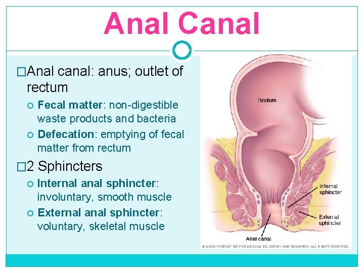 Anal Canal �Anal canal: anus; outlet of rectum Fecal matter: non-digestible waste products and