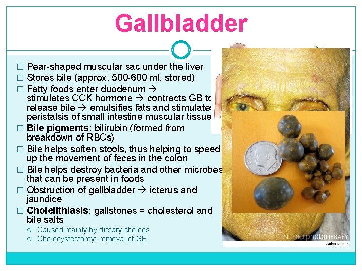 Gallbladder � Pear-shaped muscular sac under the liver � Stores bile (approx. 500 -600