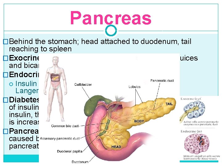 Pancreas �Behind the stomach; head attached to duodenum, tail reaching to spleen �Exocrine functions: