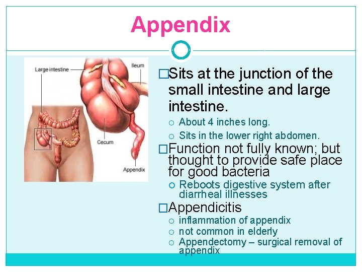 Appendix �Sits at the junction of the small intestine and large intestine. About 4