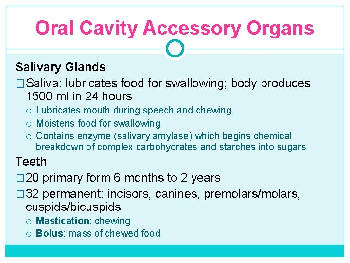 Oral Cavity Accessory Organs Salivary Glands �Saliva: lubricates food for swallowing; body produces 1500