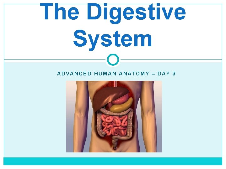 The Digestive System ADVANCED HUMAN ANATOMY – DAY 3 