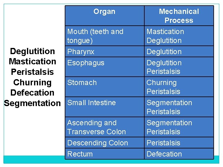 Organ Mouth (teeth and tongue) Deglutition Mastication Peristalsis Churning Defecation Segmentation Mechanical Process Mastication