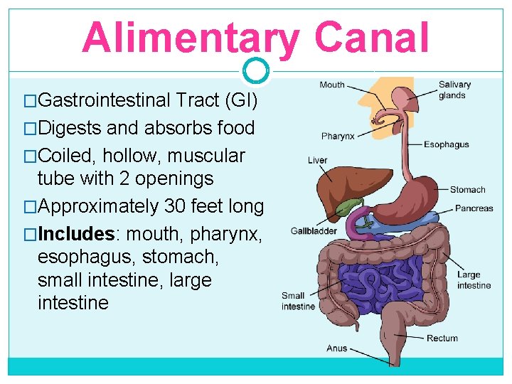 Alimentary Canal �Gastrointestinal Tract (GI) �Digests and absorbs food �Coiled, hollow, muscular tube with