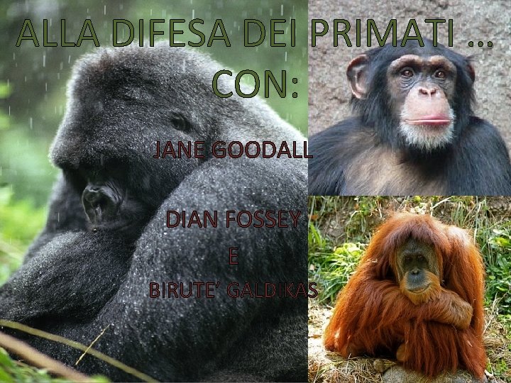 ALLA DIFESA DEI PRIMATI … CON: JANE GOODALL DIAN FOSSEY E BIRUTE’ GALDIKAS 