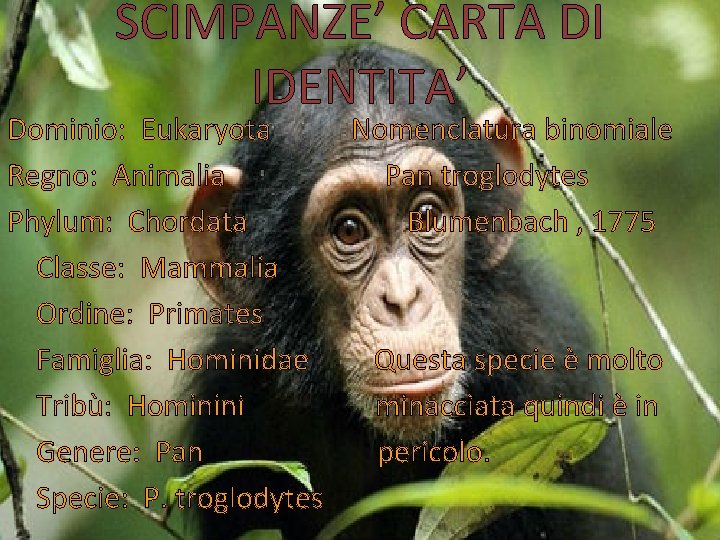 SCIMPANZE’ CARTA DI IDENTITA’ Dominio: Eukaryota Nomenclatura binomiale Regno: Animalia Pan troglodytes Phylum: Chordata