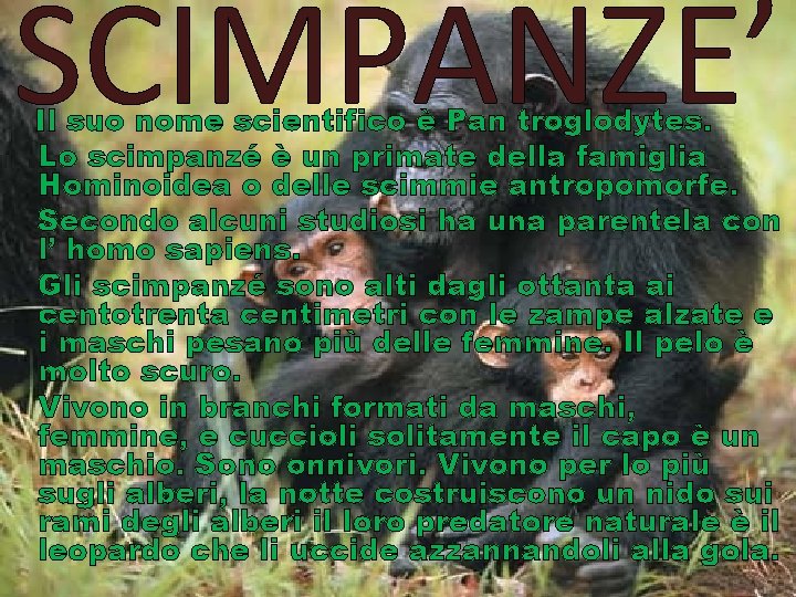 SCIMPANZE’ Il suo nome scientifico è Pan troglodytes. Lo scimpanzé è un primate della