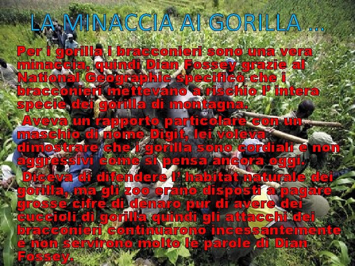 LA MINACCIA AI GORILLA … Per i gorilla i bracconieri sono una vera minaccia,