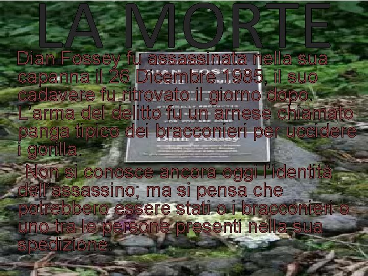 LA MORTE Dian Fossey fu assassinata nella sua capanna il 26 Dicembre 1985, il LA MORTE Dian Fossey fu assassinata nella sua capanna il 26 Dicembre 1985, il