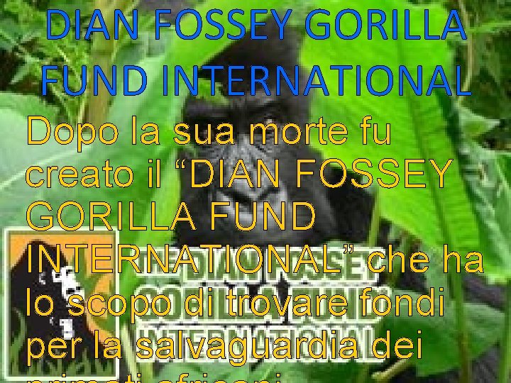 DIAN FOSSEY GORILLA FUND INTERNATIONAL Dopo la sua morte fu creato il “DIAN FOSSEY