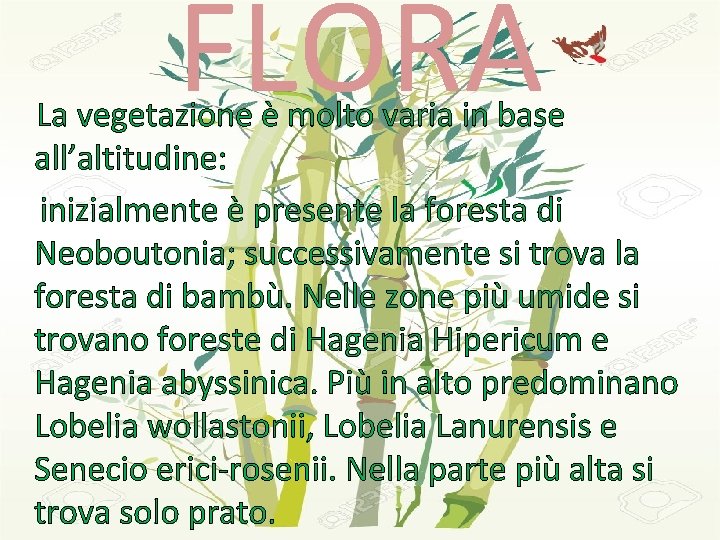 FLORA La vegetazione è molto varia in base all’altitudine: inizialmente è presente la foresta