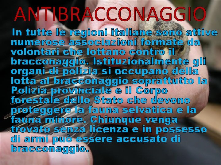 ANTIBRACCONAGGIO In tutte le regioni italiane sono attive numerose associazioni formate da volontari che