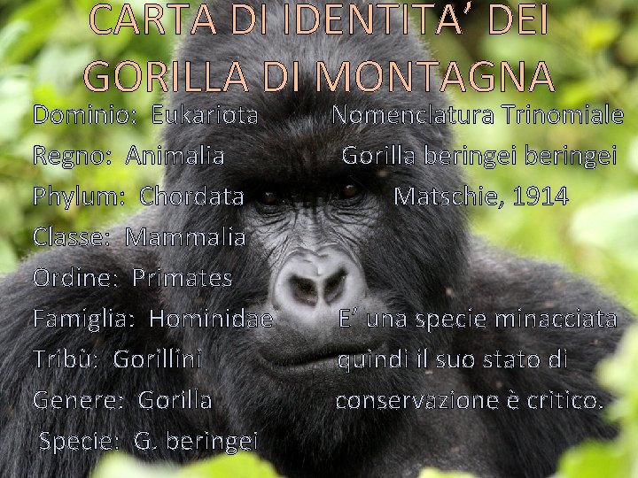 CARTA DI IDENTITA’ DEI GORILLA DI MONTAGNA Dominio: Eukariota Regno: Animalia Phylum: Chordata Classe: