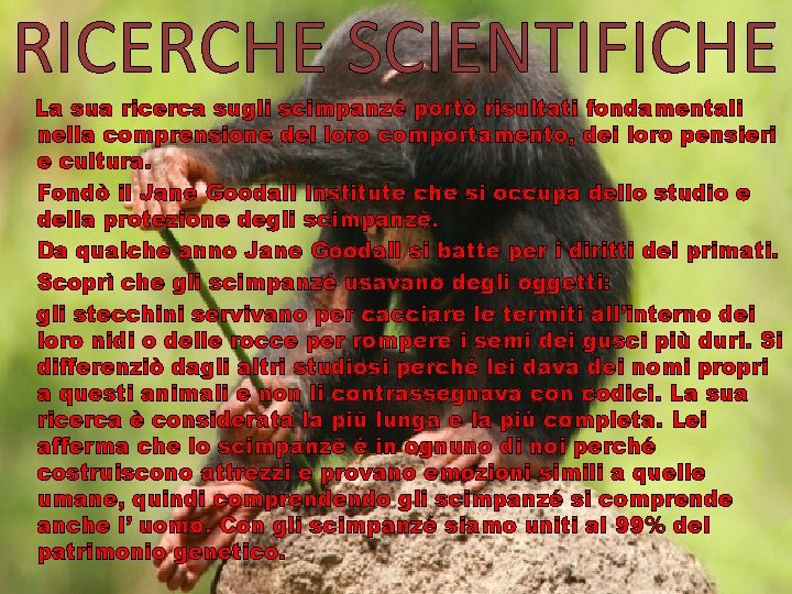 RICERCHE SCIENTIFICHE La sua ricerca sugli scimpanzé portò risultati fondamentali nella comprensione del loro RICERCHE SCIENTIFICHE La sua ricerca sugli scimpanzé portò risultati fondamentali nella comprensione del loro