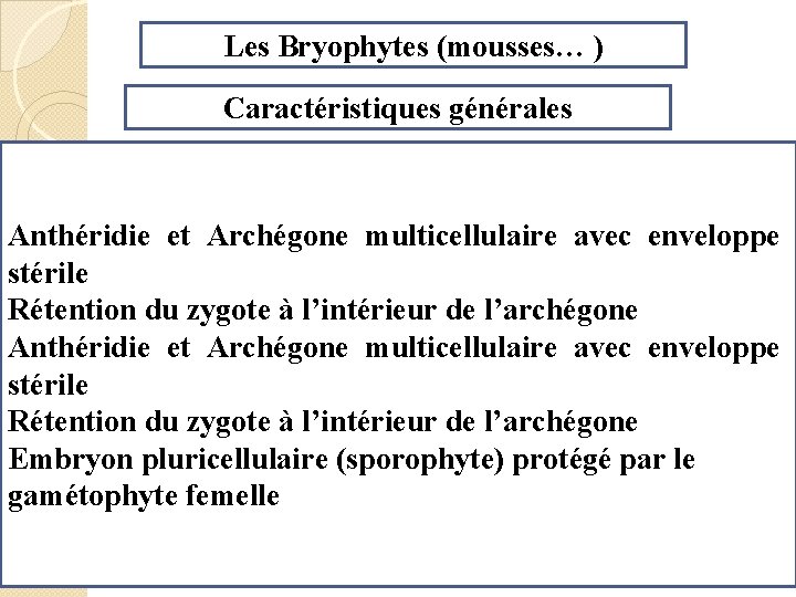 Les Bryophytes (mousses… ) Caractéristiques générales Anthéridie et Archégone multicellulaire avec enveloppe stérile Rétention