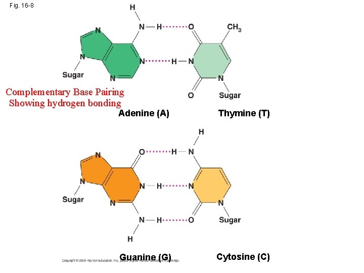 Fig. 16 -8 Complementary Base Pairing Showing hydrogen bonding Adenine (A) Thymine (T) Guanine