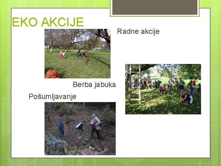 EKO AKCIJE Berba jabuka Pošumljavanje Radne akcije 