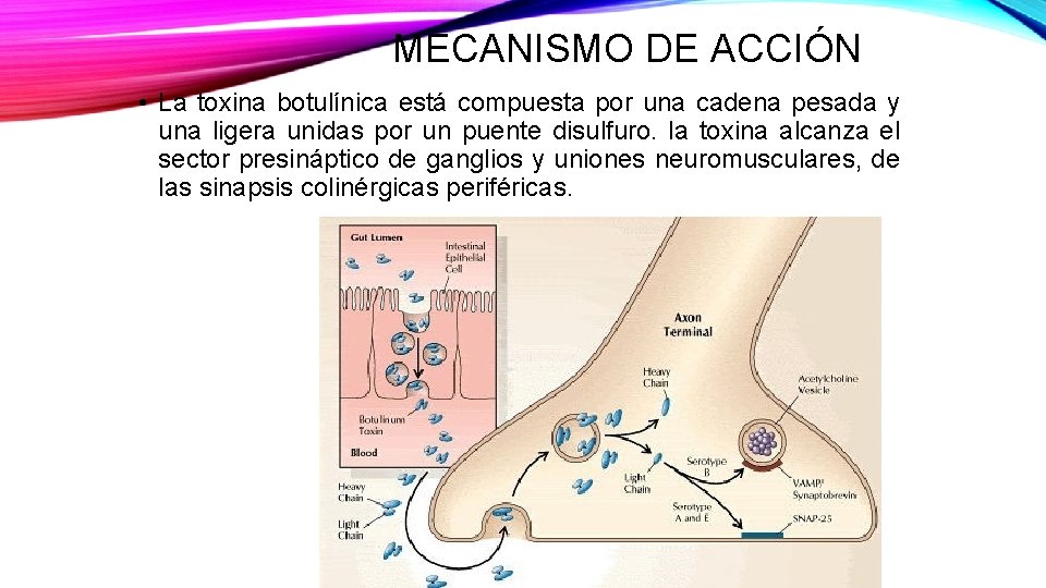 MECANISMO DE ACCIÓN • La toxina botulínica está compuesta por una cadena pesada y