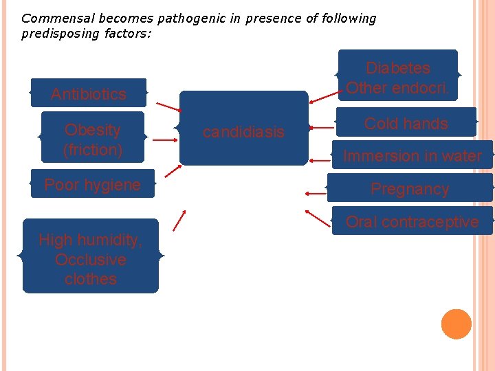 Commensal becomes pathogenic in presence of following predisposing factors: Diabetes Other endocri. Antibiotics Obesity