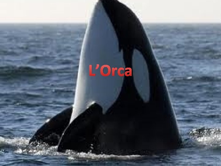 L’Orca 