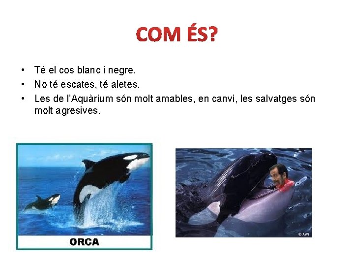 COM ÉS? • Té el cos blanc i negre. • No té escates, té