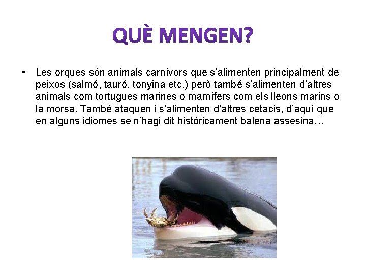  • Les orques són animals carnívors que s’alimenten principalment de peixos (salmó, tauró,